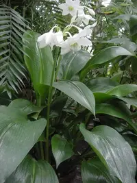 Amazon Lily