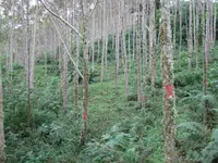 Andean Alder