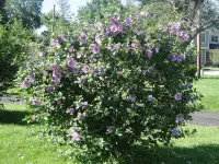 Hibiscus syriacus