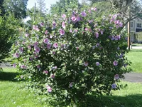 Hibiscus syriacus