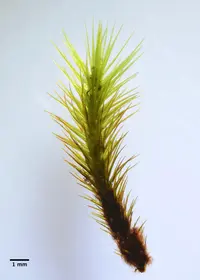 Menzies' anacolia moss (Anacolia menziesii) plant