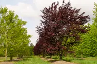 Canadian plum