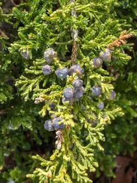 Sargent Juniper