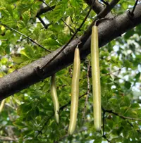 candle tree