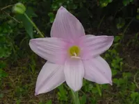 pink rain lily (Zephyranthes robusta) plant