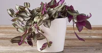 Tradescantia pendula