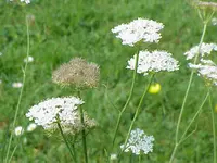 corky-fruited water-dropwort