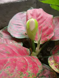 Chinese Evergreen