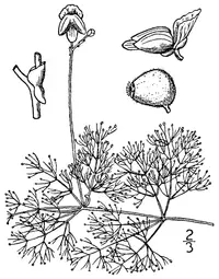 eastern purple bladderwort