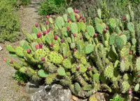 Opuntia megapotamica plant