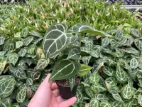 Crystal Anthurium (Anthurium crystallinum) plant