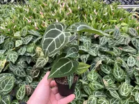 Crystal Anthurium