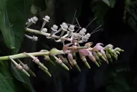 Cavendishia grandifolia