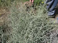 Lactuca orientalis