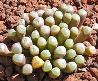 Fenestraria rhopalophylla in nature