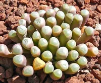 Fenestraria rhopalophylla in nature