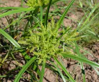 redroot flatsedge