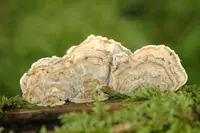 Mossy Maze Polypore