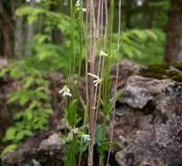 Slender Rockcress (Arabis pycnocarpa) plant