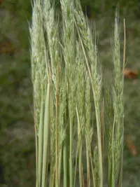 dense silkybent