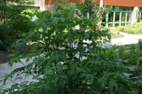 American black elderberry