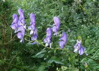 Manchurian monkshood