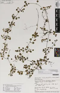 Nertera dichondrifolia