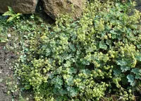 Alchemilla caucasica