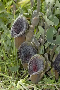 Aristolochia cretica