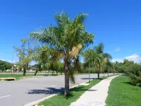 Dypsis lutescens