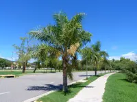 Dypsis lutescens