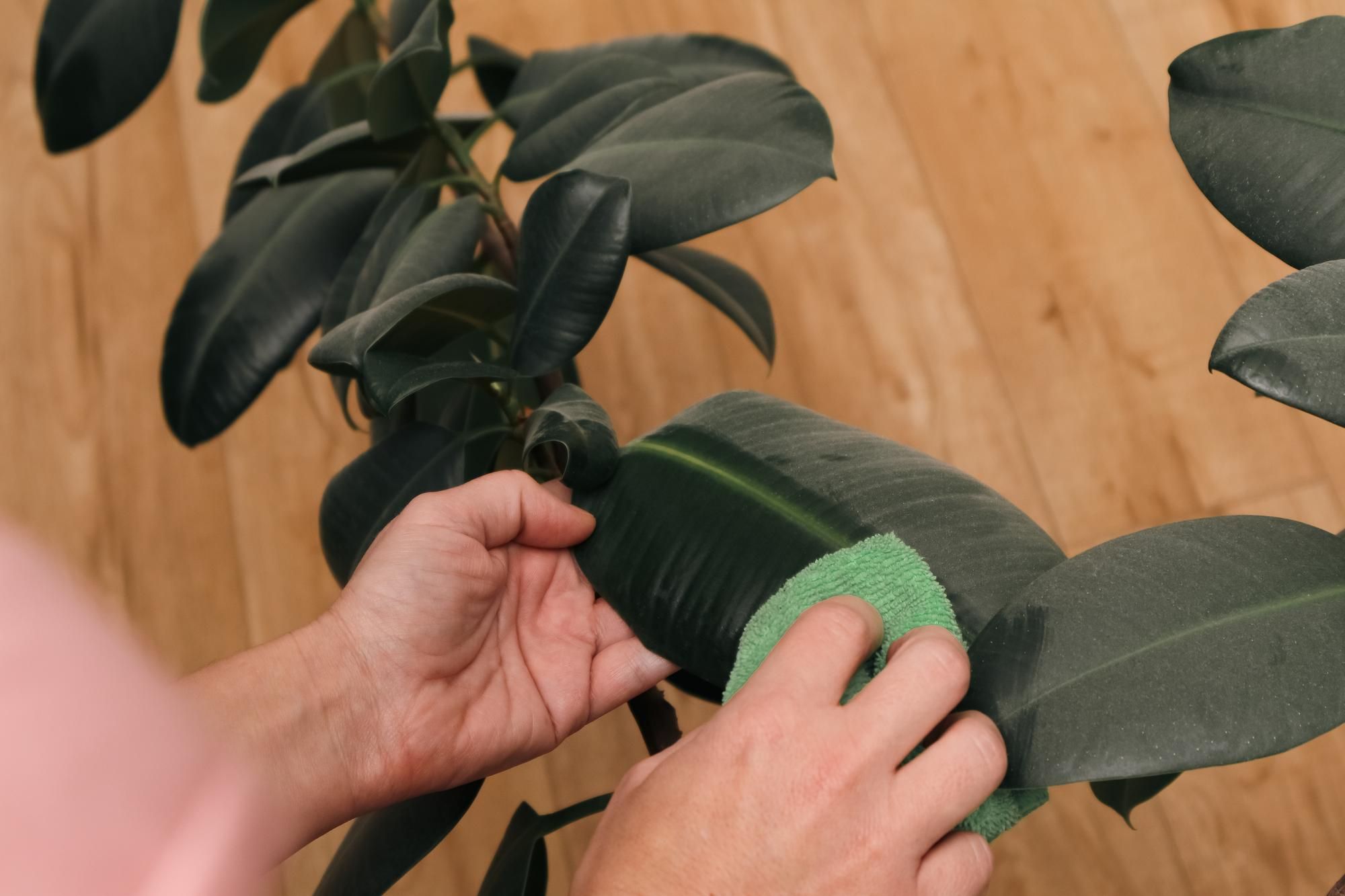 What to Clean Plant Leaves With