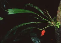 Anthurium bakeri (Anthurium bakeri) plant