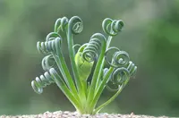 Albuca spiralis 