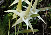 Angraecum sesquipedale white flower