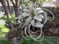 Xerographica Air Plant (Tillandsia xerographica) plant