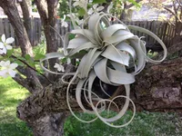 Xerographica Air Plant (Tillandsia xerographica) plant