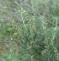 Artemisia barrelieri (Artemisia barrelieri) plant
