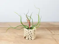 Tillandsia bulbosa in the pot
