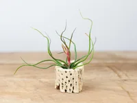Tillandsia bulbosa in the pot