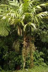 Monkeytail Shadowpalm