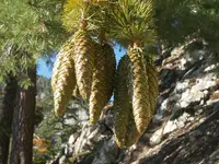 Sugar Pine (Pinus lambertiana) plant