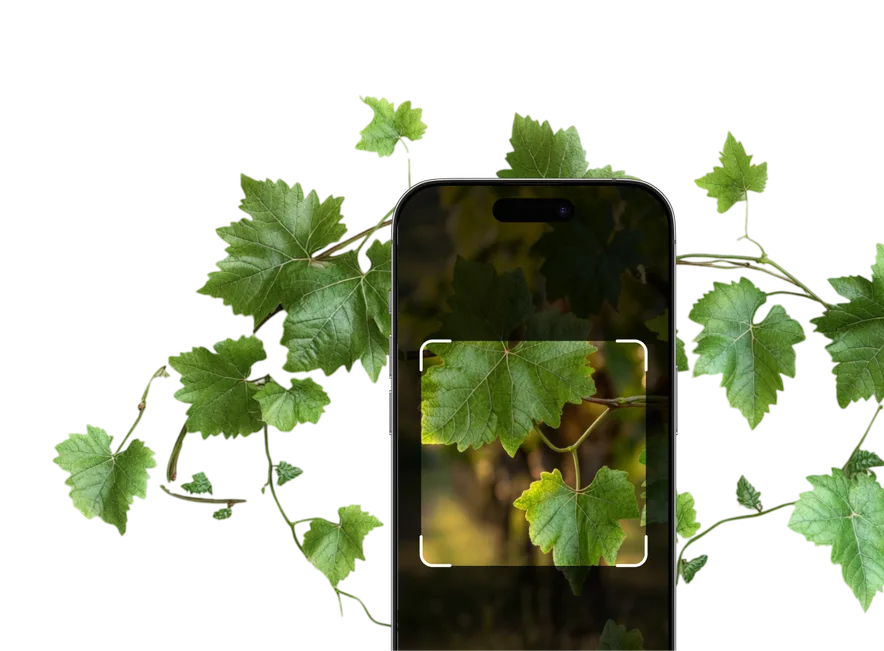 Vine Identifier – Hero