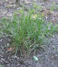 Smooth Meadow-grass