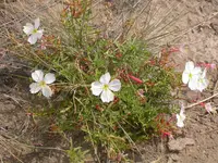 pale evening primrose (Oenothera pallida) plant
