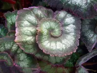 Begonia rex-cultorum