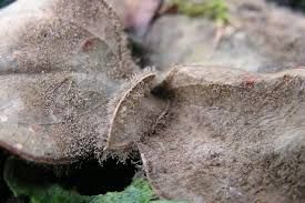 Gray Mold