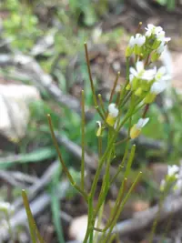 Arabis nova (Arabis nova) plant