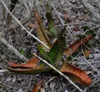 Bredasdorp Gasteria