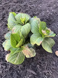 Bigleaf Hydrangea photo by a Botan App user